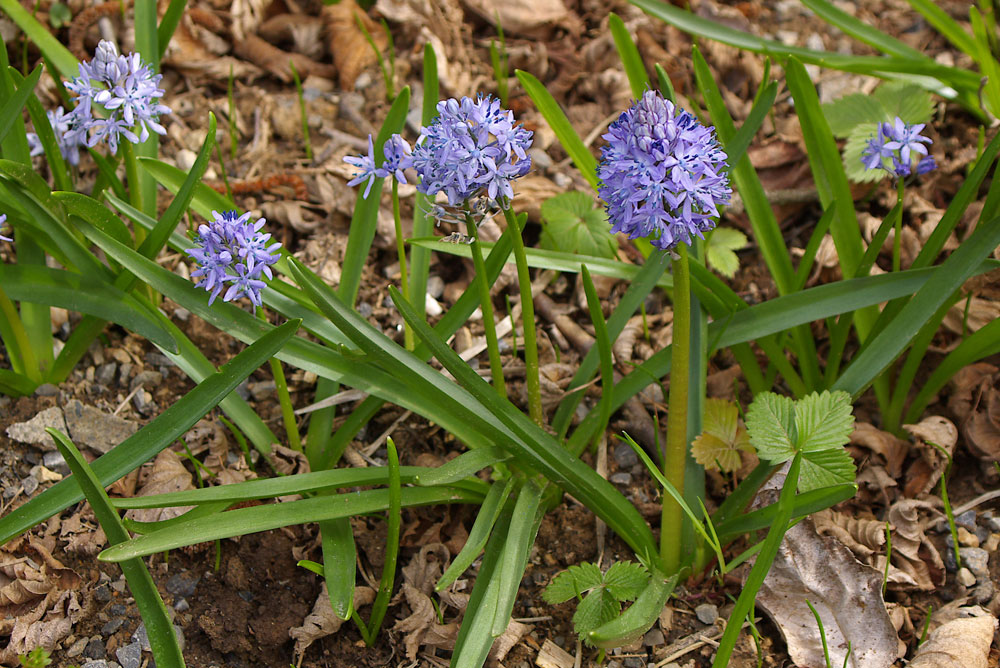 Scilla italica / Scilla della Riviera